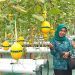 BUMDes Gading Makmur Buat Destinasi Wisata Petik Melon Hidroponik