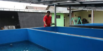 Dari Nol Pengalaman, Prima Bershasil Bangun Usaha Pembenihan Lele di Plosoklaten