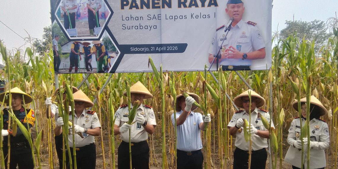 Panen Jagung Perdana dari Lahan Tidur Dihadiri Komisi XIII DPR RI, Lapas Porong Sidoarjo Sukseskan Ketahanan Pangan