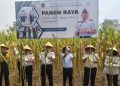 Panen Jagung Perdana dari Lahan Tidur Dihadiri Komisi XIII DPR RI, Lapas Porong Sidoarjo Sukseskan Ketahanan Pangan