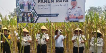 Panen Jagung Perdana dari Lahan Tidur Dihadiri Komisi XIII DPR RI, Lapas Porong Sidoarjo Sukseskan Ketahanan Pangan