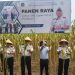Panen Jagung Perdana dari Lahan Tidur Dihadiri Komisi XIII DPR RI, Lapas Porong Sidoarjo Sukseskan Ketahanan Pangan