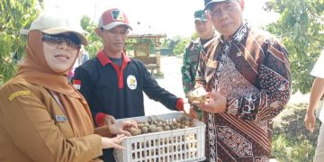 Bambang Haryo Dukung Kebun Kelengkeng Tulangan Jadi Pusat Wisata Edukasi
