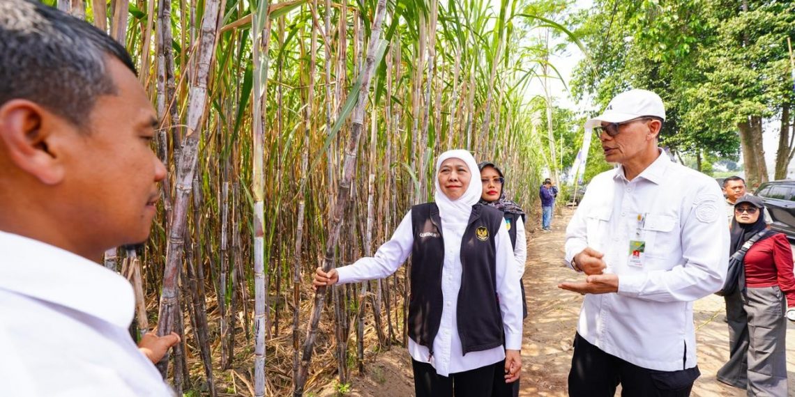 Gubernur Khofifah Soroti Ancaman Gula Rafinasi saat Pimpin Tanam Tebu Perdana di Kediri
