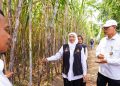 Gubernur Khofifah Soroti Ancaman Gula Rafinasi saat Pimpin Tanam Tebu Perdana di Kediri