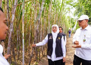 Gubernur Khofifah Soroti Ancaman Gula Rafinasi saat Pimpin Tanam Tebu Perdana di Kediri