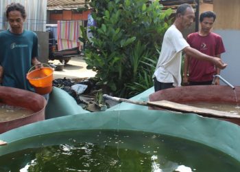 Rumah Lansia Gusdurian Mojokutho Pare Kembangkan Kolam Lele, Dorong Kemandirian Pangan dan Operasional