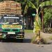 Warga Tanam Pohon Pisang di Jalan Rusak, PUPR Kediri Akui Banyak Proyek Ditahan