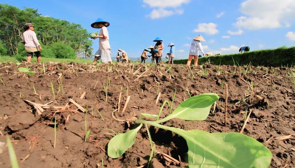 Minat Tanam Tembakau di Sumenep Diprediksi Naik