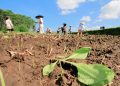 Minat Tanam Tembakau di Sumenep Diprediksi Naik