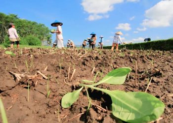 Minat Tanam Tembakau di Sumenep Diprediksi Naik