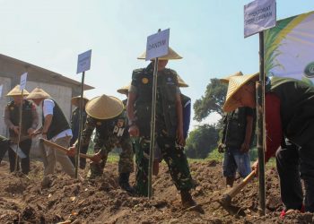 Kediri Jadi Sentra Benih Tebu Panjalu, Kementan Optimistis Perkuat Produksi Gula Nasional