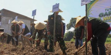 Kediri Jadi Sentra Benih Tebu Panjalu, Kementan Optimistis Perkuat Produksi Gula Nasional