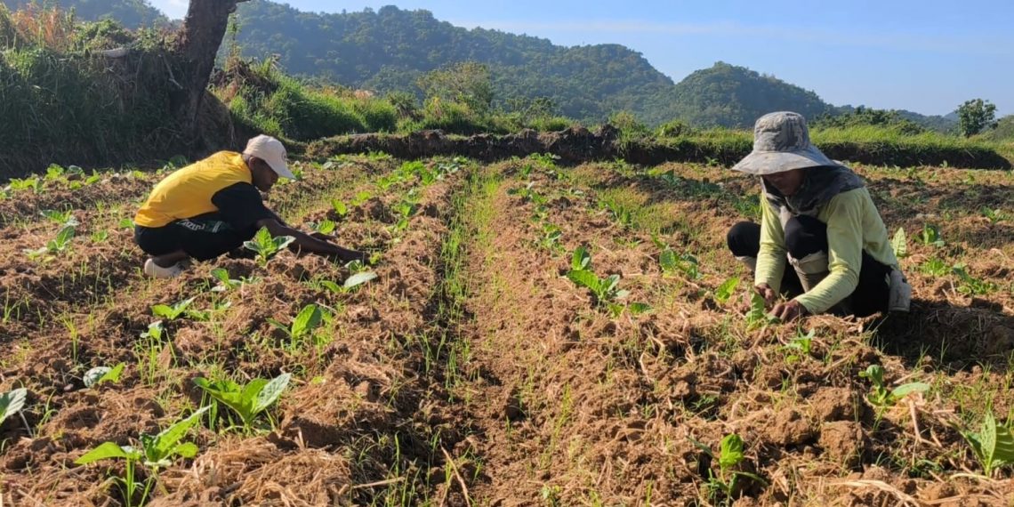 Menyemai Bantuan, Memanen Kesejahteraan: Aneka Program Pemkab Gresik untuk Petani Tembakau dari DBHCHT