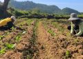 Menyemai Bantuan, Memanen Kesejahteraan: Aneka Program Pemkab Gresik untuk Petani Tembakau dari DBHCHT