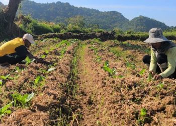 Menyemai Bantuan, Memanen Kesejahteraan: Aneka Program Pemkab Gresik untuk Petani Tembakau dari DBHCHT