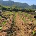 Menyemai Bantuan, Memanen Kesejahteraan: Aneka Program Pemkab Gresik untuk Petani Tembakau dari DBHCHT