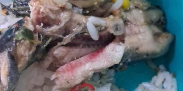 Ayam Berlendir, Lele Diduga Belum Matang, Sejumlah Penerima MBG di Badas Kediri Mengeluh Sakit