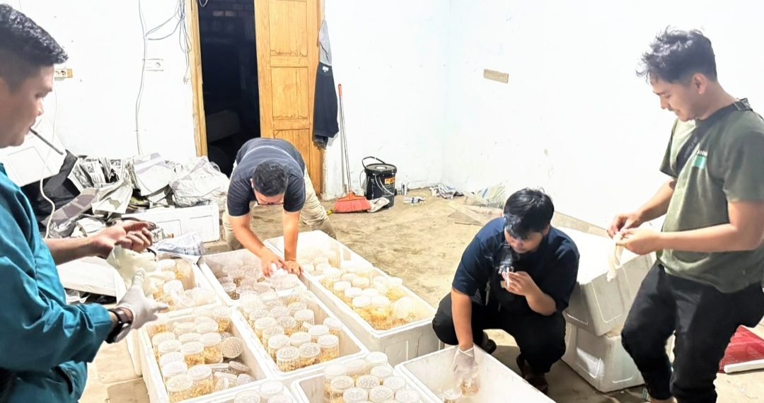 225 Ribu Benih Lobster Ilegal Disita Ditpolair Korpolairud Baharkam Polri