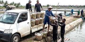 Ikan Bandeng Masih Mendominasi Produktivitas Perikanan Sidoarjo, Tembus 100 Ton Lebih