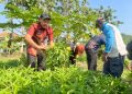 Lapas Porong Sidoarjo Panen 73 Kilogram Kangkung, Warga Binaan Dapat Premi
