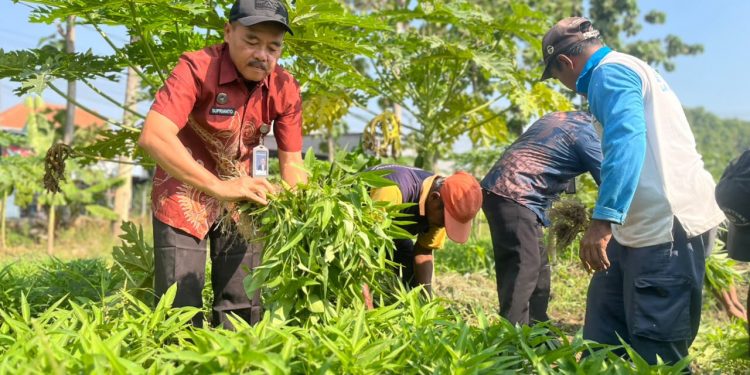 Lapas Porong Sidoarjo Panen 73 Kilogram Kangkung, Warga Binaan Dapat Premi